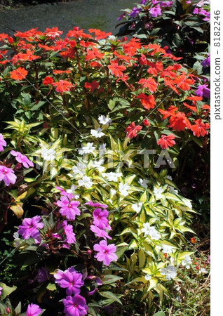 新幾內亞鳳仙花盛開 新幾內亞鳳仙花盛開 8182246