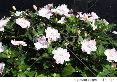 New Guinea Impatiens in full bloom 8182247