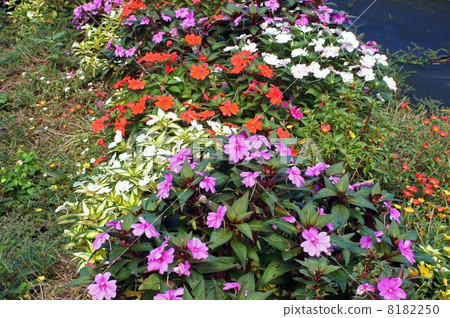 新幾內亞鳳仙花盛開 8182250