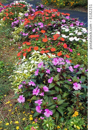 新幾內亞鳳仙花盛開 新幾內亞鳳仙花盛開 8182251