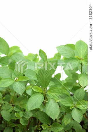 Moroheija 8182504