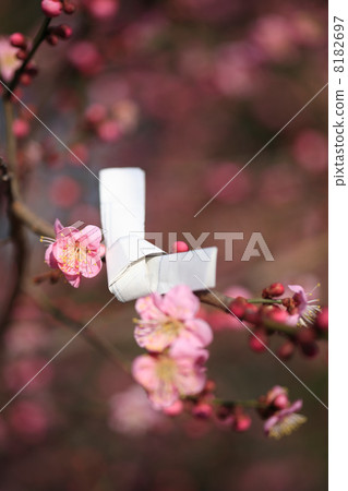 Ume and Omikuji 8182697