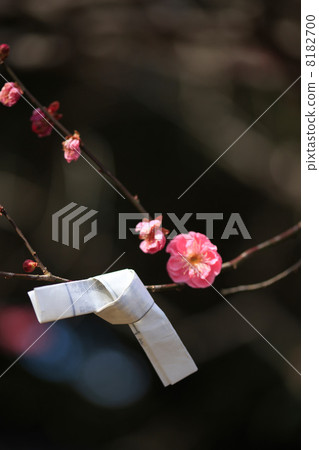 Ume and Omikuji 8182700