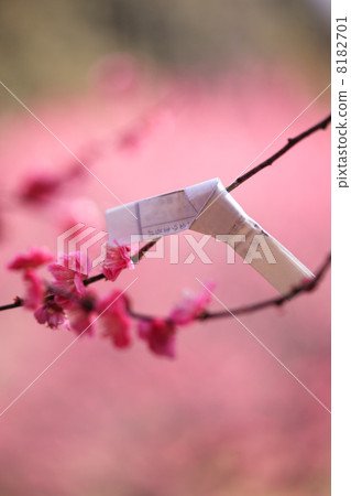Ume and Omikuji 8182701