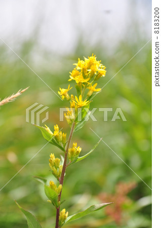 黃花 8183200
