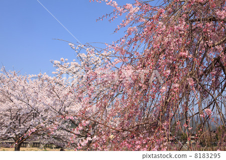 Arashiyama櫻桃樹 8183295