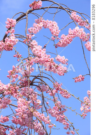 Arashiyama櫻桃樹 8183296