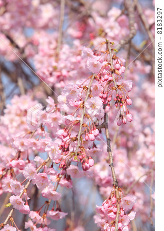 Arashiyama櫻桃樹 8183297