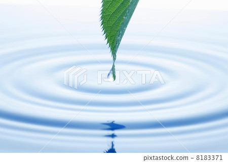 新鮮的葉子和葉子 8183371