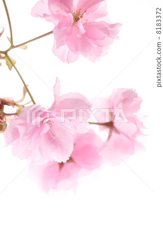 佐藤ZAKURA 8183372