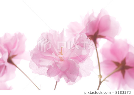 佐藤ZAKURA 8183373