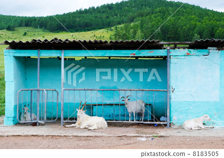 horned passengers 8183505