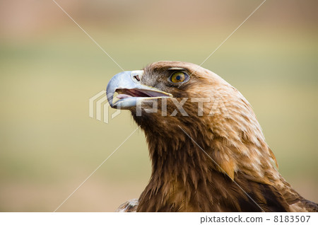 Golden Eagle. Aquila chrysaetos. 8183507