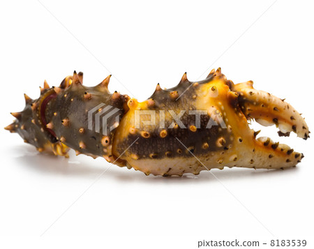 Crab scissors White background 8183539