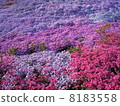 Moss phlox  Moss phlox  8183558