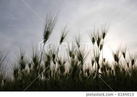 Wheat field Wheat field 8184013