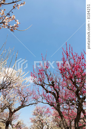 Osaka Castle Park Bairin's plum 8184251