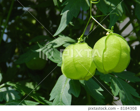 Fuzen kazura(氣球kudzu) Fuzen kazura(氣球kudzu) 8184308