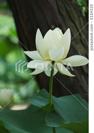 Lotus Lotus 8184320
