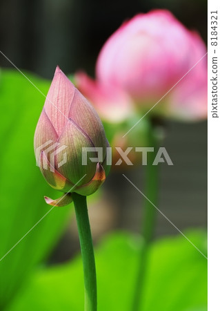 蓮花 蓮花 8184321