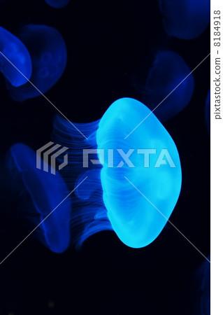 Jellyfish 8184918