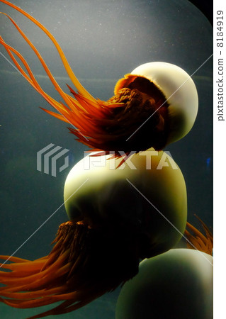 Jellyfish 8184919