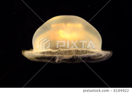 Jellyfish 8184922