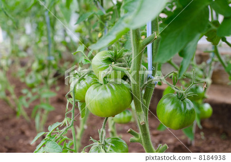 green tomato plants in greenhouse green tomato plants in greenhouse 8184938