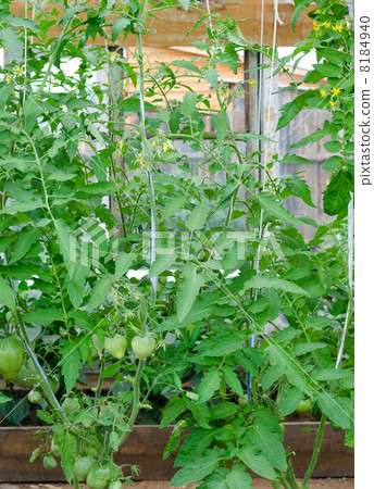 tomato plants in greenhouse tomato plants in greenhouse 8184940