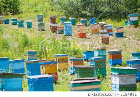 Siberian bee garden 8184951