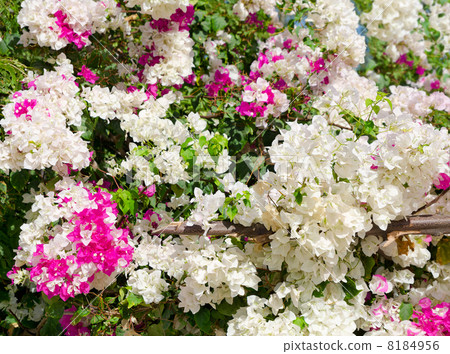 spring blossoming tree 8184956