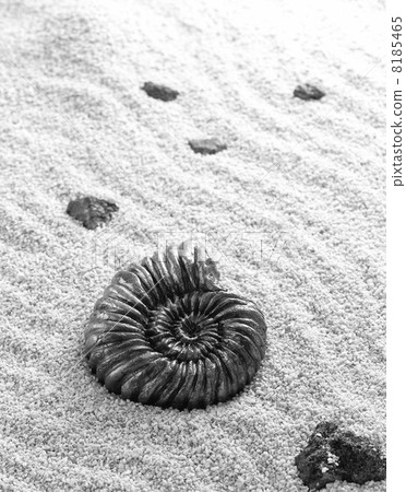 Ammonite image Ammonite image 8185465