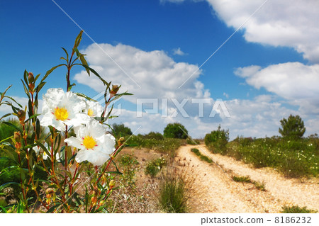 Beautiful flowers by the road on nature. 8186232