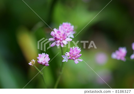 我的名字是Gotoda Soba Miso Soba。 8186327