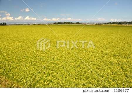 As long as you can see the rice fields bread the bread 8186577