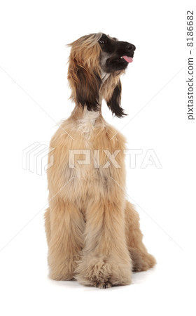 Afghan Hound 8186682