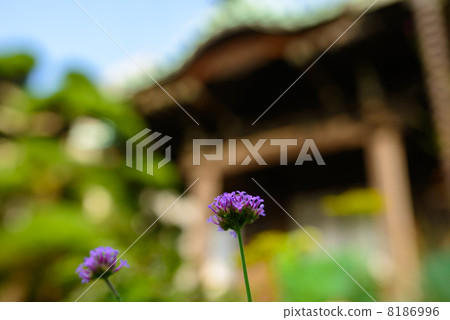 夏天開花Daimori寺廟鎌倉 8186996