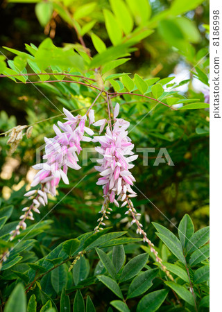 Summer flowers Daimori temple Kamakura 8186998