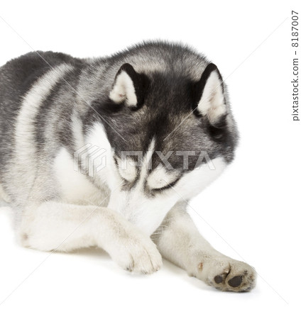 Siberian Husky Siberian Husky 8187007