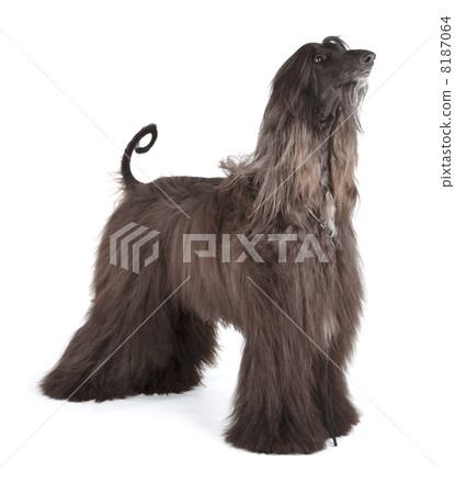 Afghan Hound 8187064