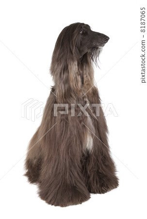Afghan Hound 8187065