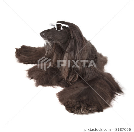 Afghan Hound 8187066