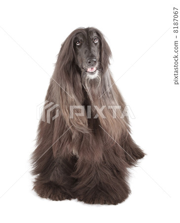 Afghan Hound 8187067