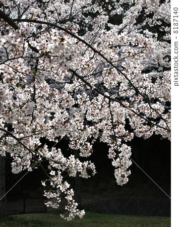 櫻花櫻 櫻花櫻 8187140