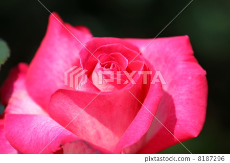 Rose (Rose · Gajart) 8187296