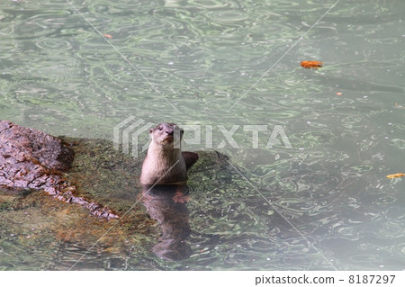 Oriental Small-Clawed Otter 8187297