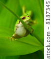 A frog 8187345