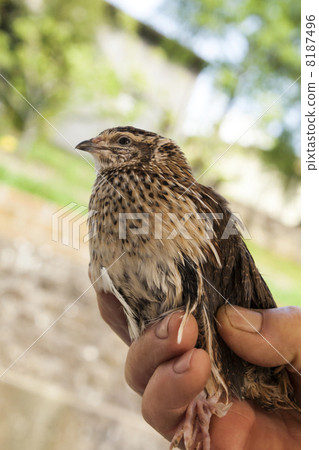 Birds in hand 8187496