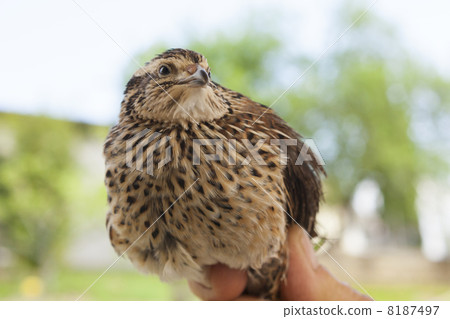 手鳥 8187497