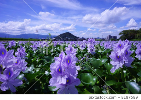 Scallop aoi and Mountain Mountain 8187589